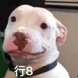 娱乐圈吃瓜小狗是谁啊,揭秘神秘“吃瓜群众”身份